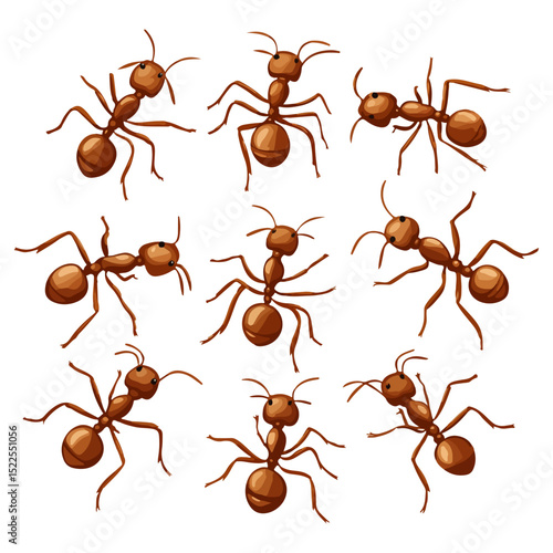 fire ant set, insect, animal, vector, transparent background, biology, solenopsis invicta, nature, icon, small