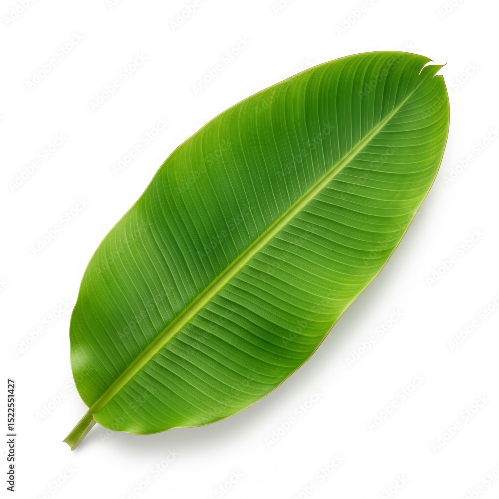 Fresh green tropical banana leaf isolated on white background, path. Fresh green tropical banana leaf isolated on white background, clipping path included Fresh green tropical banana leaf isolated on white background, path. Fresh green tropical banana leaf isolated on white background, clipping path included