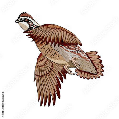 quail hunting illustration logo vector image t shirt