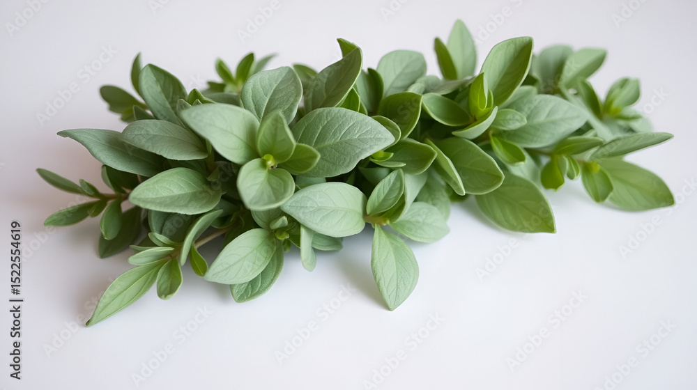 Obraz premium Lush sprig of sage with soft, velvety leaves displayed on a smooth white surface