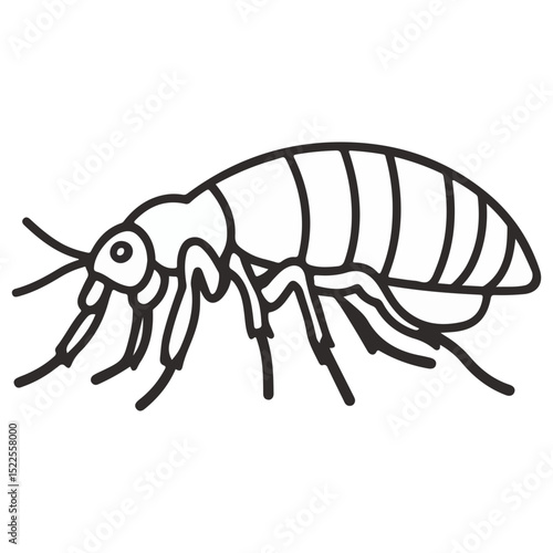 flea, insect, animal, vector, transparent background, creature, siphonaptera, isolated, nature, small