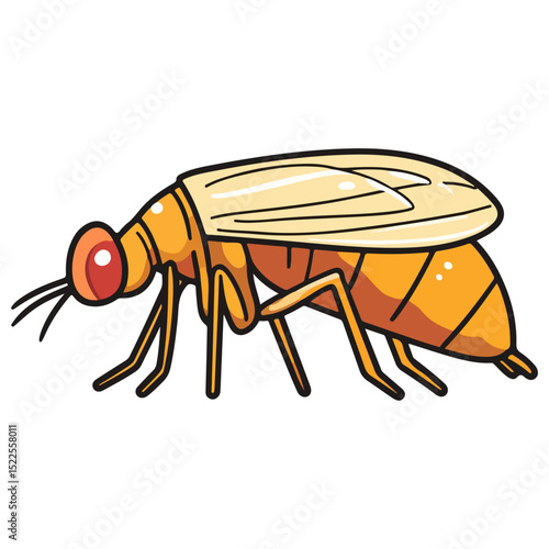flea, insect, animal, vector, transparent background, creature, siphonaptera, isolated, nature, small