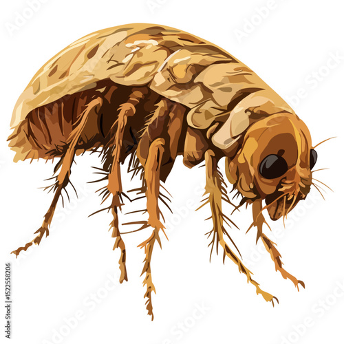 flea, insect, animal, vector, transparent background, creature, siphonaptera, isolated, nature, small