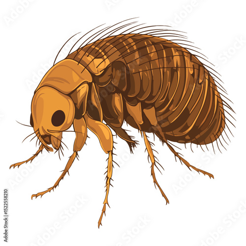 flea, insect, animal, vector, transparent background, creature, siphonaptera, isolated, nature, small