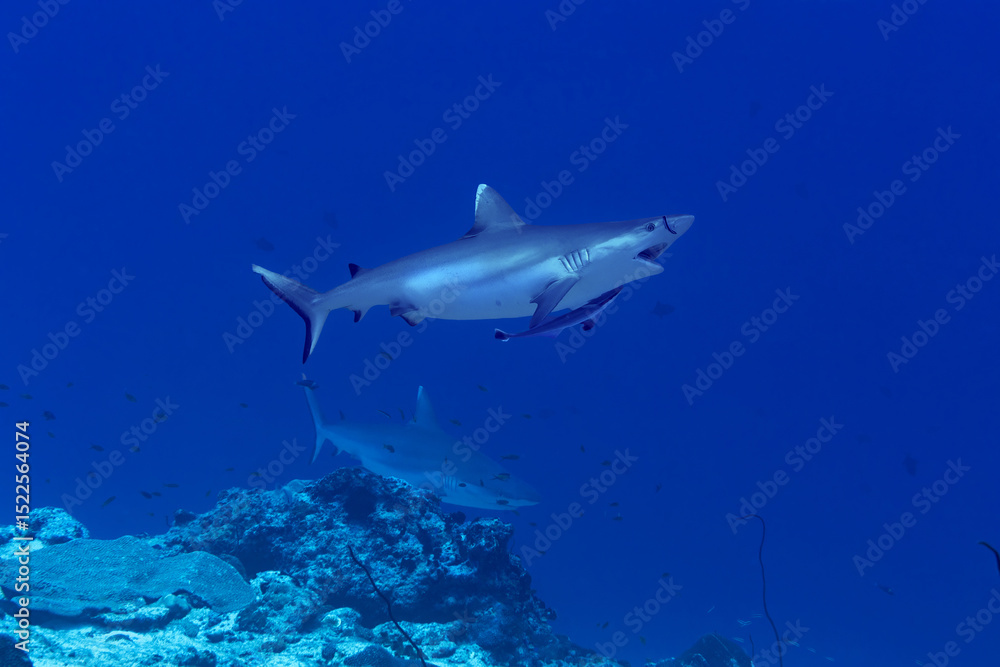 Fototapeta premium Oceanic whitetip sharks at a cleaning station