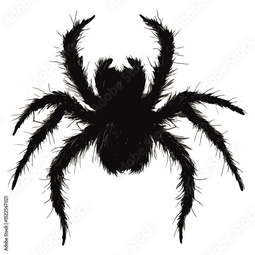 hairy spider, insect, animal, vector, transparent background, creature, tarantula, nature, icon, hairy, arachnid, spider, predator, creepy