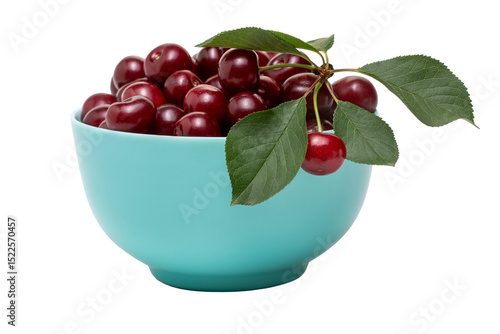 Ripe dark red cherries in blue bowl isolated on transparent background. Different angles. Place for design.  Close-up.