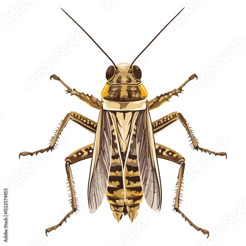 locust, insect, animal, vector, transparent background, creature, grasshopper, isolated, pest, wild, nature, predator, wildlife