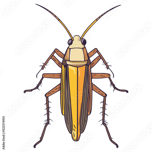 locust, insect, animal, vector, transparent background, creature, grasshopper, isolated, pest, wild, nature, predator, wildlife