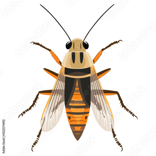 locust, insect, animal, vector, transparent background, creature, grasshopper, isolated, pest, wild, nature, predator, wildlife