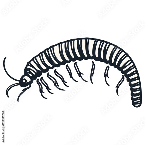 millipede, insect, animal, vector, transparent background, organism, diplopoda, nature, isolated, crawling, wildlife, small, creature