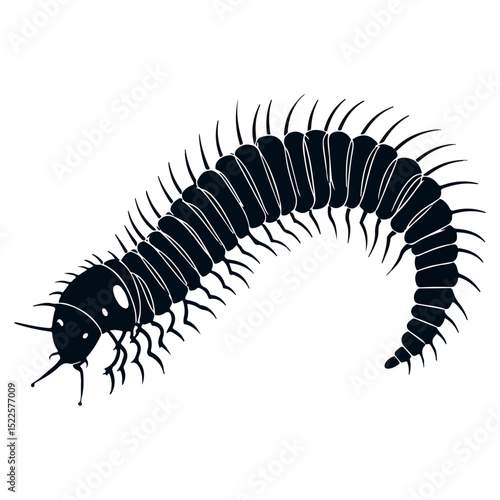 millipede, insect, animal, vector, transparent background, organism, diplopoda, nature, isolated, crawling, wildlife, small, creature