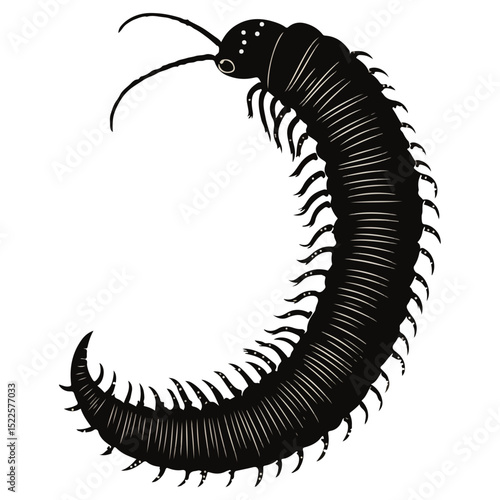 millipede, insect, animal, vector, transparent background, organism, diplopoda, nature, isolated, crawling, wildlife, small, creature