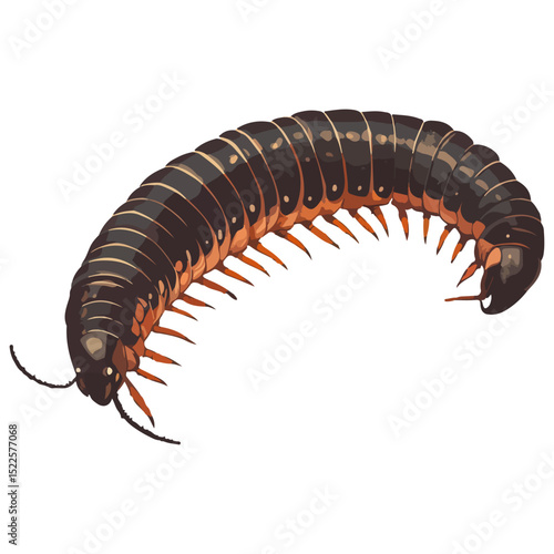 millipede, insect, animal, vector, transparent background, organism, diplopoda, nature, isolated, crawling, wildlife, small, creature