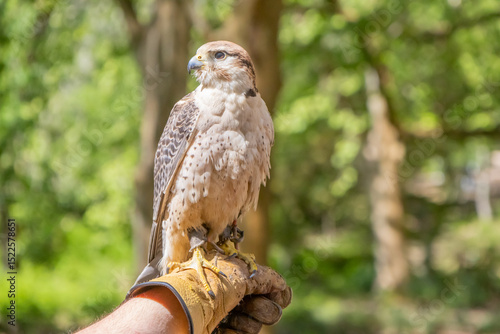Slika na platnu Saker falcon perched on falconer's glove at tapada nacional de mafra