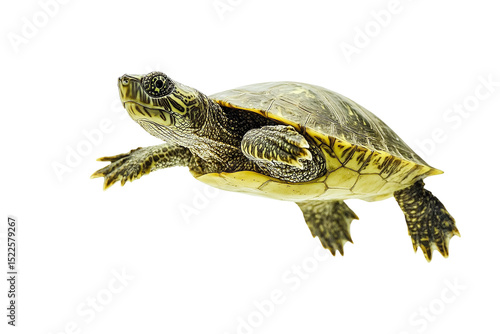 A young turtle swimming in the dark, isolated on transparent background
