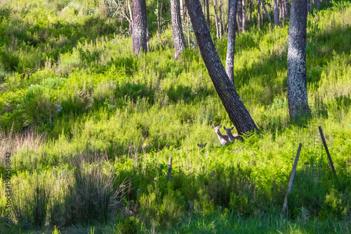 Konstfotografi Fallow deer hiding in the lush vegetation of tapada nacional de mafra, portugal