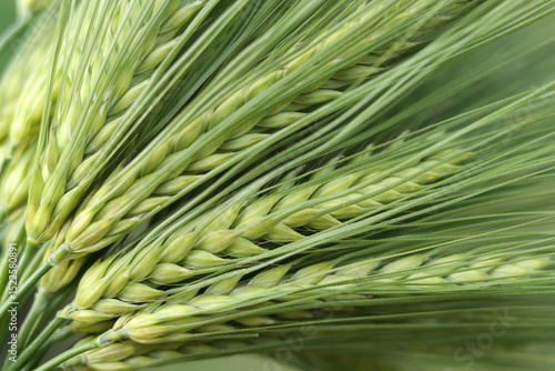  Green barley spikes in soft light, symbol of eco farming and healthy food production, ideal for agriculture themes and seasonal visuals.