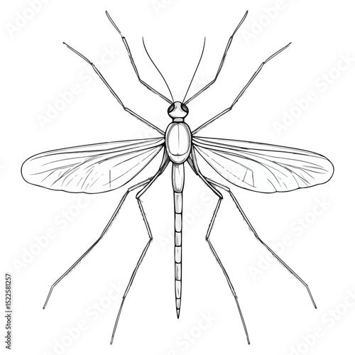 mosquito, insect, animal, vector, transparent background, creature, culicidae, nature, isolated, natural, wings, small, wildlife, malaria, pest