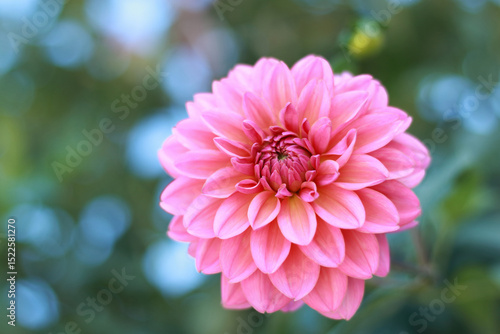 Close-up of a pink dahlia flower in full bloom with a soft blurred background.