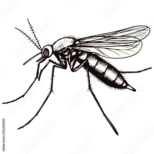 mosquito, insect, animal, vector, transparent background, creature, culicidae, nature, isolated, natural, wings, small, wildlife, malaria, pest