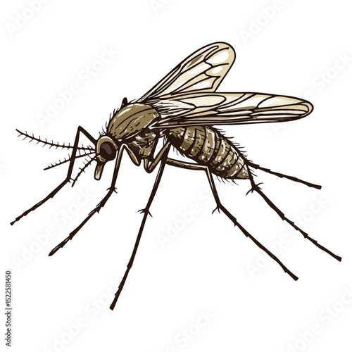 mosquito, insect, animal, vector, transparent background, creature, culicidae, nature, isolated, natural, wings, small, wildlife, malaria, pest