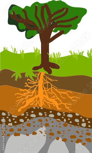 Botanical scientific illustration of a tree with roots and soil layers. 