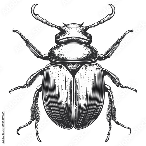 scarab, insect, animal, vector, transparent background, creature, scarabaeidae, nature, isolated, invertebrate, wildlife, coleoptera, arthropod, fauna, chafer