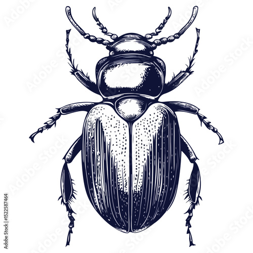 scarab, insect, animal, vector, transparent background, creature, scarabaeidae, nature, isolated, invertebrate, wildlife, coleoptera, arthropod, fauna, chafer