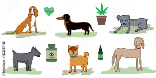 Healthy dogs set including Cane Corso puppy, Dachshund, Saluki, Beagle, Shiba Inu, Scottish Terrier with CBD oil, cannabis pot, vitamins, and heart cardiogram vector design.