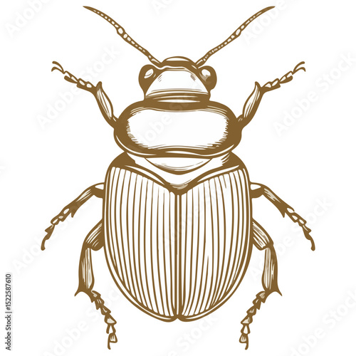 scarab, insect, animal, vector, transparent background, creature, scarabaeidae, nature, isolated, invertebrate, wildlife, coleoptera, arthropod, fauna, chafer