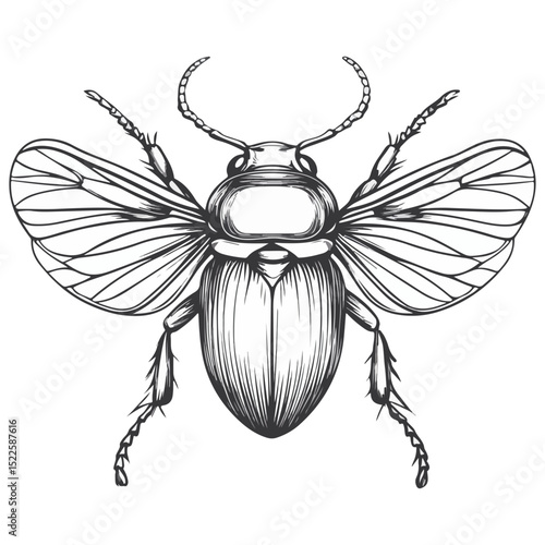 scarab, insect, animal, vector, transparent background, creature, scarabaeidae, nature, isolated, invertebrate, wildlife, coleoptera, arthropod, fauna, chafer