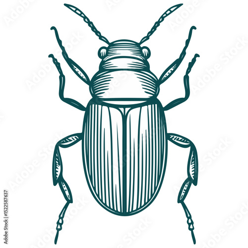scarab, insect, animal, vector, transparent background, creature, scarabaeidae, nature, isolated, invertebrate, wildlife, coleoptera, arthropod, fauna, chafer