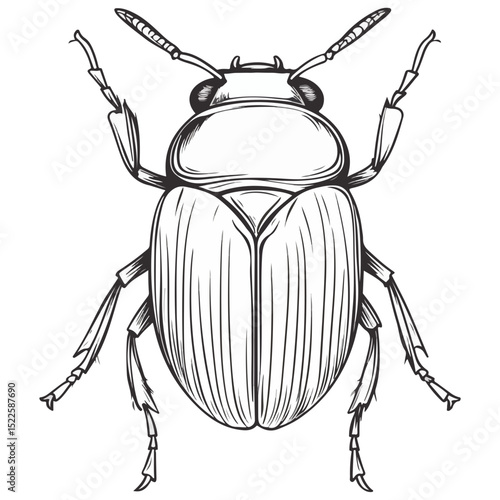 scarab, insect, animal, vector, transparent background, creature, scarabaeidae, nature, isolated, invertebrate, wildlife, coleoptera, arthropod, fauna, chafer
