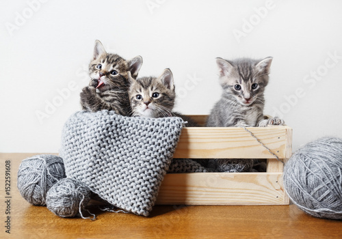 Kittens in box