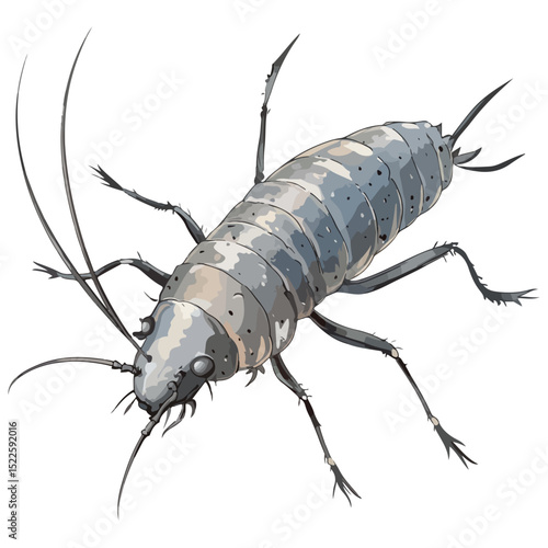 silverfish, insect, animal, vector, transparent background, organism, lepisma saccharina, isolated, nature, pest, wildlife, small