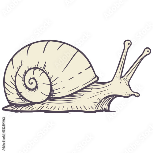 snail, insect, animal, vector, transparent background, creature, wildlife, nature, cute, isolated, zoo, slimy, shell, slow, escargot, invertebrate, icon, pattern, mollusk, small