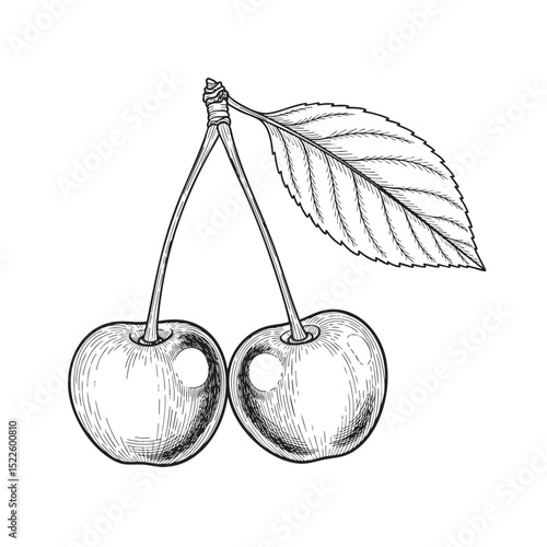 Two Cherries Doodle Illustration – Hand-Drawn Black and White Line Art on Transparent Background