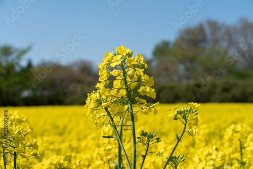 黄色の絨毯のような菜の花畑と一本の菜の花