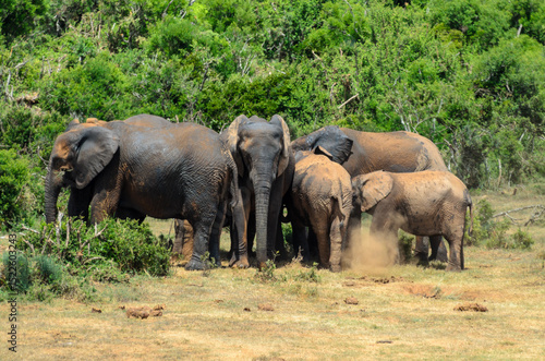 Canvas Print Elephant herd playing in lake at Addo National Park