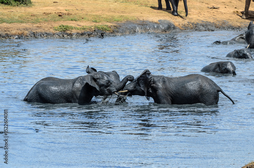 Elephant groups playing in lake at Addo National Park