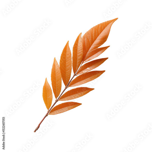 A beautiful autumn leaf showcasing vibrant orange hues, isolated against a white background. Perfect for nature-themed projects or seasonal designs.