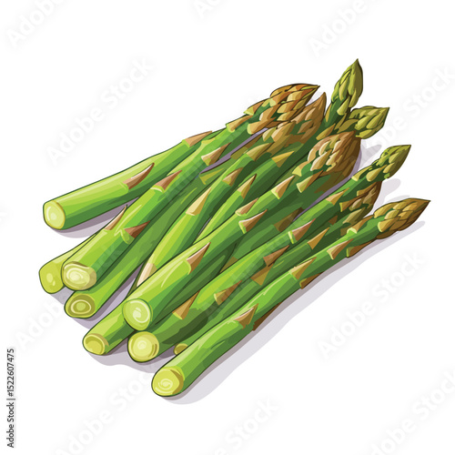 Professional Asparagus Vector Illustration for Culinary Designs and Food Concepts