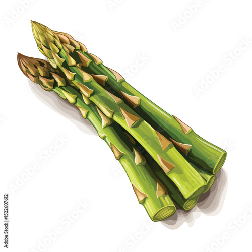 Detailed Vector Illustration of Fresh Asparagus Vegetable for Culinary Use