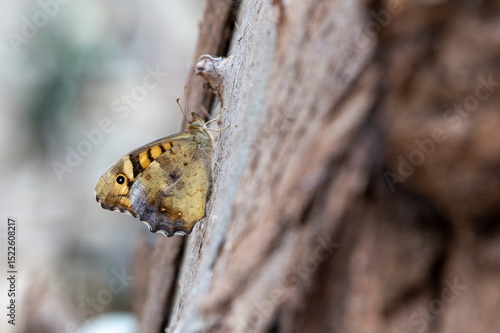 Close- up shot of Speckled Wood Pararge aegeria 