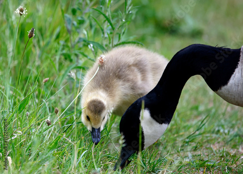 Goslings eating seed heads in the grass