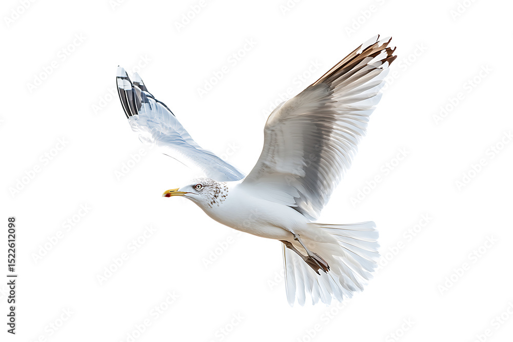 Obraz premium Flying Seagull isolated on a transparent background