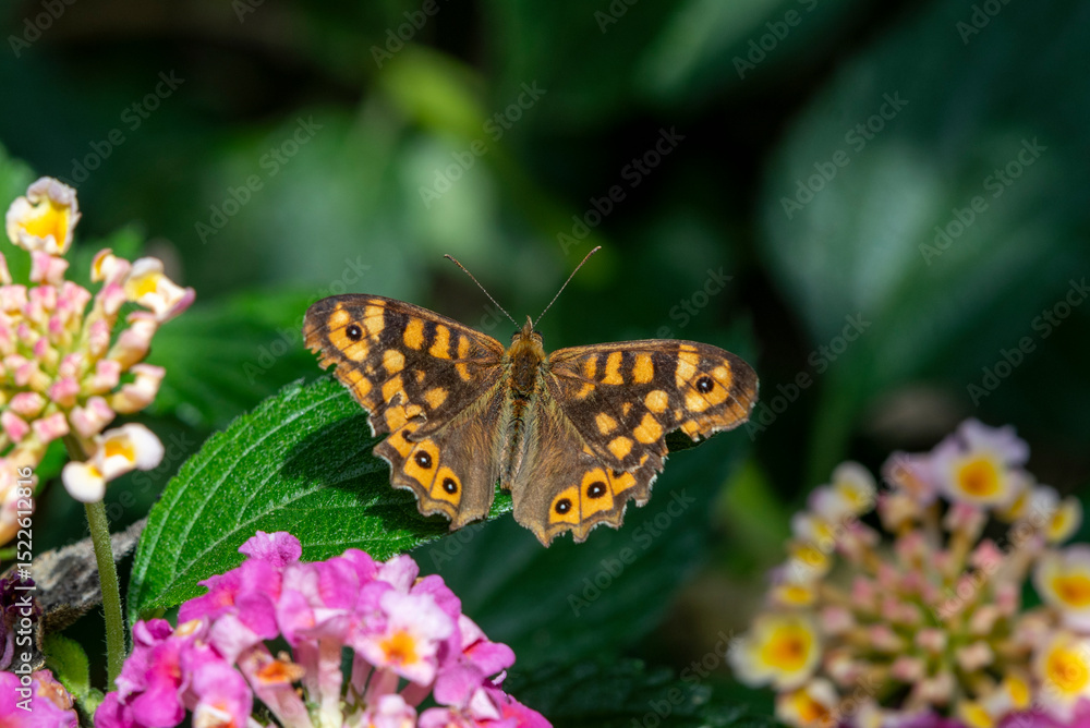 Obraz premium Close- up shot of Speckled Wood Pararge aegeria