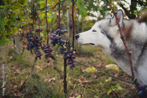 A beautiful husky dog smelling grapes  in the vineyard