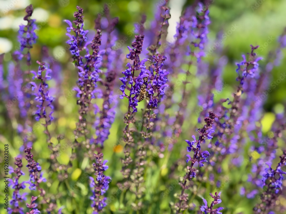 Naklejka premium Beautiful blooming purple Salvia nemorosa decorative garden flowers close up